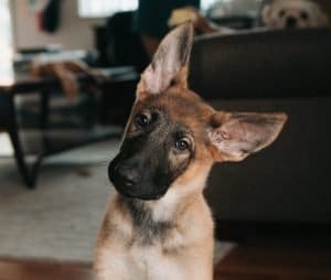 Dog tilting head to hear sound